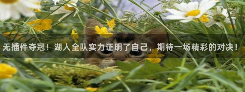 蜘蛛体育直播小狐狸：无插件夺冠！湖人全队实力证明了自己，期待一场精彩的对决！